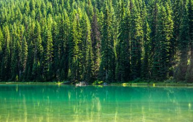 Buzul Ulusal Parkı 'ndaki Akokala Gölü boyunca çam ağaçları
