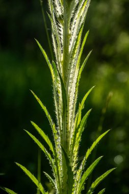 Buzul Ulusal Parkı 'nda Sabah Güneşi Tarafından İzlenen Dikenli Döndü