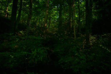 Senkronize Ateş Böcekleri Büyük Dumanlı Dağlar Ulusal Parkı 'ndaki bu ormandan geçer.