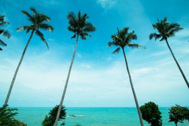 Hindistan cevizi ağaçları deniz kıyısına yakın, yapraklar yeşil, turkuaz su ve açık gökyüzü ve güzel bulutlar.