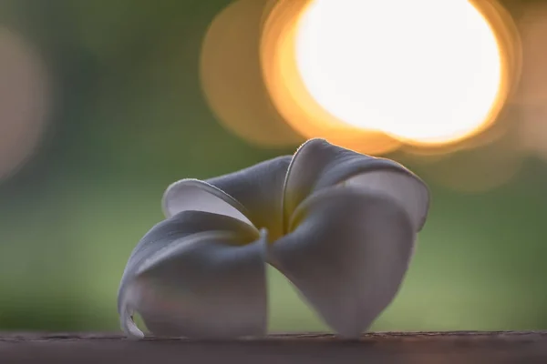 Flores Plumeria Brancas Deitado Mesa Madeira Noite Sol Estava Pondo — Fotografia de Stock