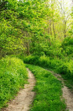 Baharın yeşil ormanında yol