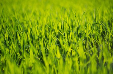 Bir tarladan yeşil çimen dokusu