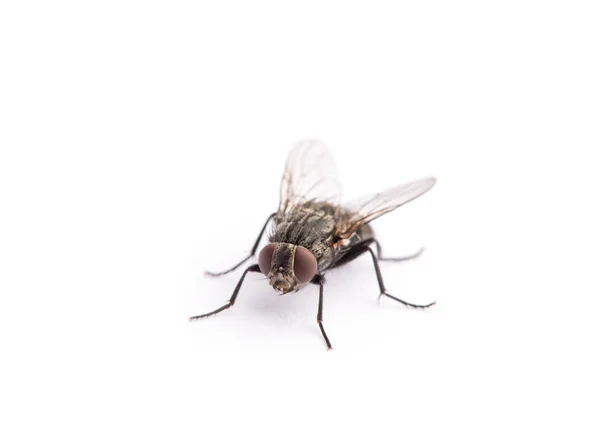 Mosca Aislada Sobre Blanco — Foto de Stock