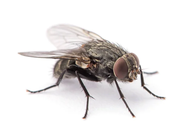 Mosca Aislada Sobre Blanco — Foto de Stock