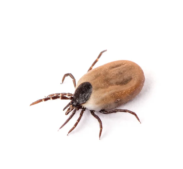 Gesundheitsgefahr Zecken Als Krankheitsüberträger — Stockfoto