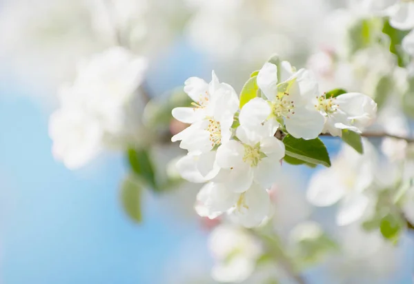 青い空に春のアップルの花 — ストック写真