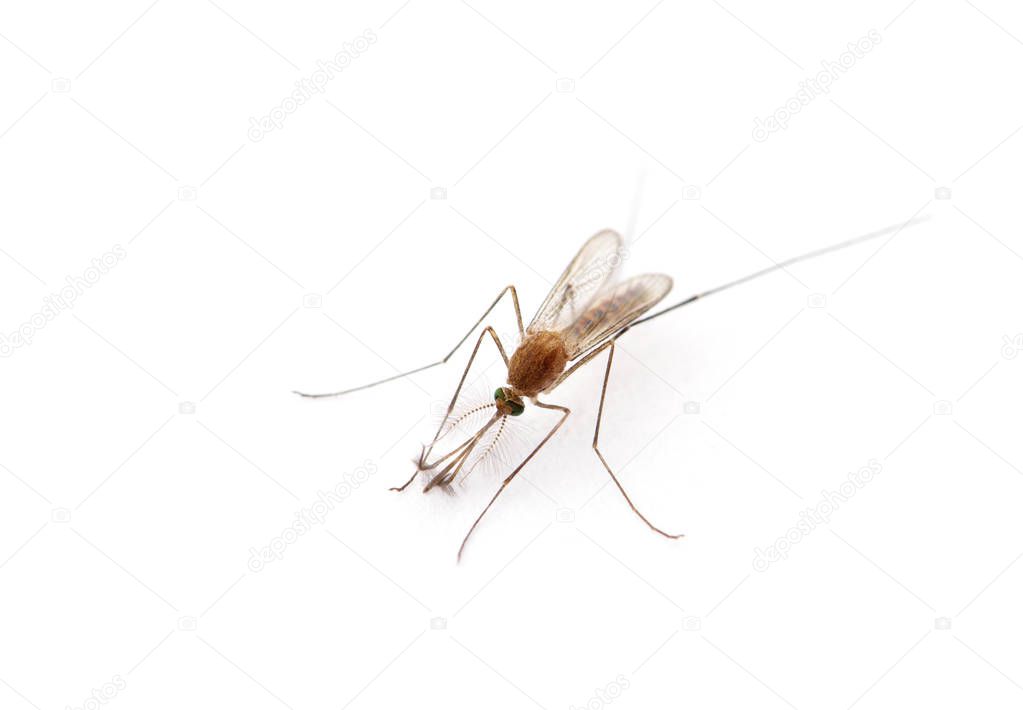 Supermacro of Mosquito isolated on white.