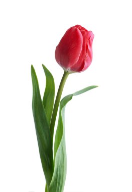 Beyaz arkaplanda kırmızı lale çiçeği izole edildi