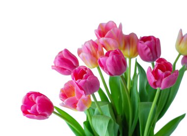 Beyaz arkaplanda pembe lale.