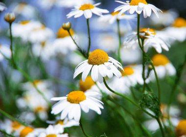 Tarlada Çiçekler papatya 