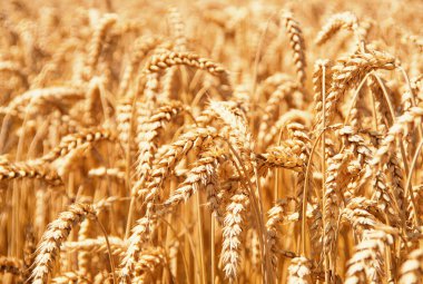 Yazın sonunda tamamen olgunlaşmış buğday tarlaları
