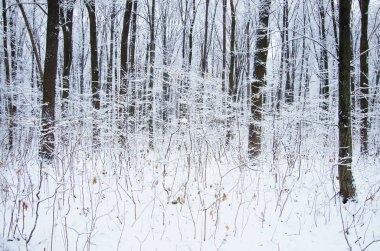 Taze beyaz karla kaplı kış parkı