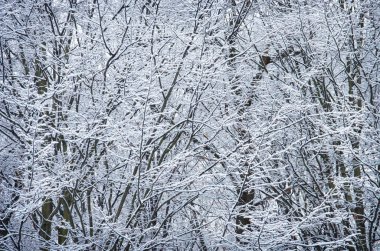 Karda ağaç dalları