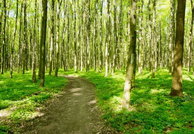 Baharın yeşil ormanında yol