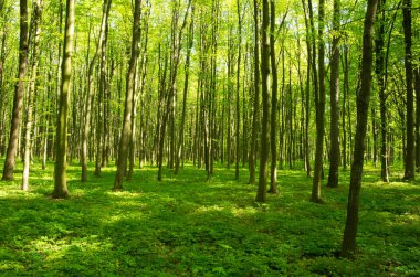 Baharda Yeşil Orman