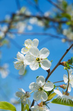 Mavi gökyüzüne karşı kiraz çiçekleri açar