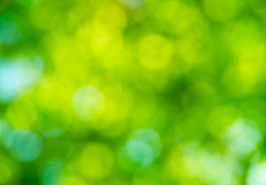 Doğal yeşil arkaplan bulanık.