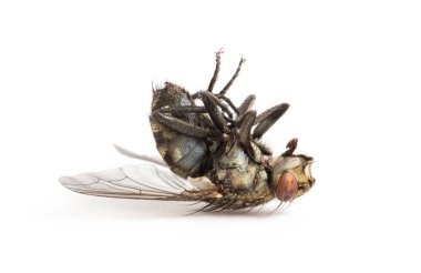 Ölü sinek beyaz arka planda izole edilmiş.