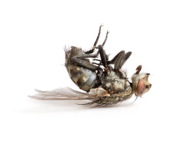 Ölü sinek beyaz arka planda izole edilmiş.