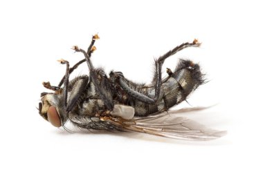 Ölü sinek beyaz arka planda izole edilmiş.