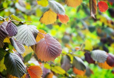 Güneşle aydınlanmış fındık ağacının renkli yaprakları.
