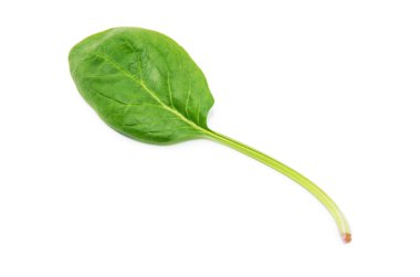 beyaz zemin üzerine yeşil ıspanak yaprağı