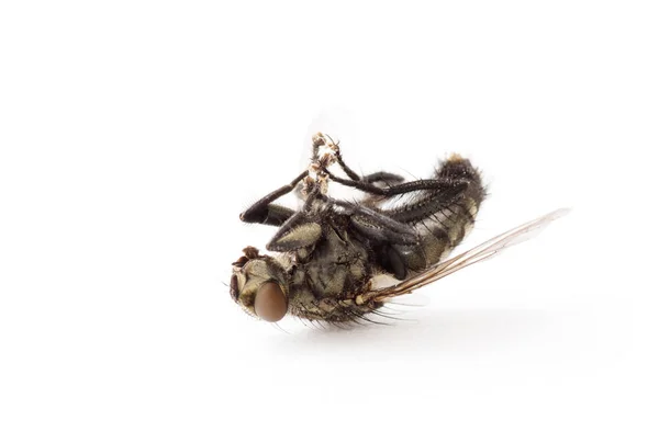 Tote Fliege Isoliert Auf Weißem Hintergrund — Stockfoto