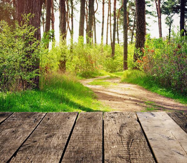 Path in green forest