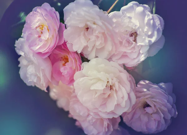 Arbustos Rosas Blancas Efecto Suave — Foto de Stock