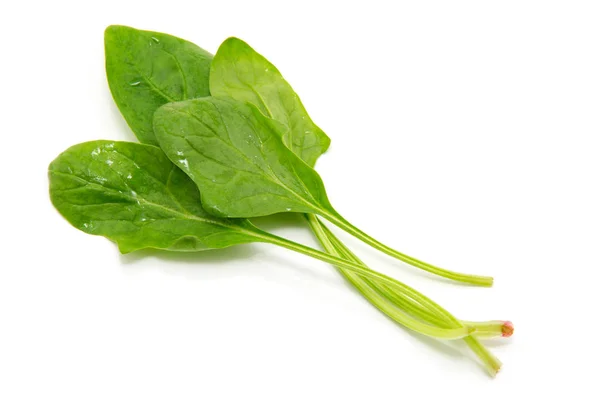 Spinach White Background — Stock Photo, Image