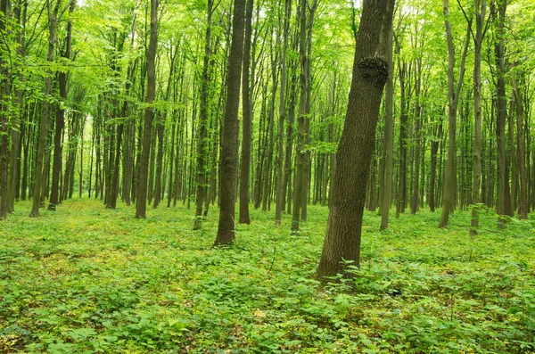 Bosque Verde Primavera — Foto de Stock