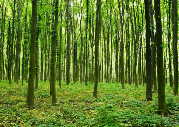 Orman Ağaçları Doğa Yeşil Ahşap Güneş Işığı Arka Planı — Stok fotoğraf