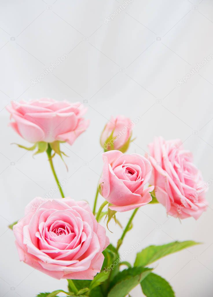 Bunch of pink roses 