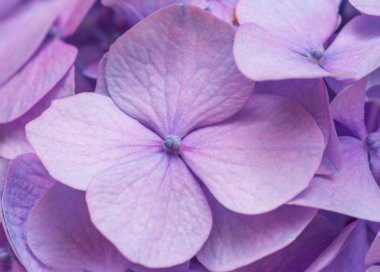 Pembe ortanca arka planı. Hortensiya çiçek yüzeyi.