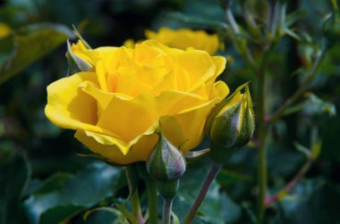 Bahçedeki güzel çalı gülleri