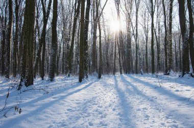 Kış ormanında gün batımı