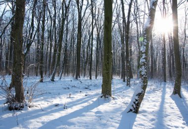 Kış ormanında gün batımı