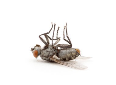 Ölü sinek beyaz arka planda izole edilmiş.