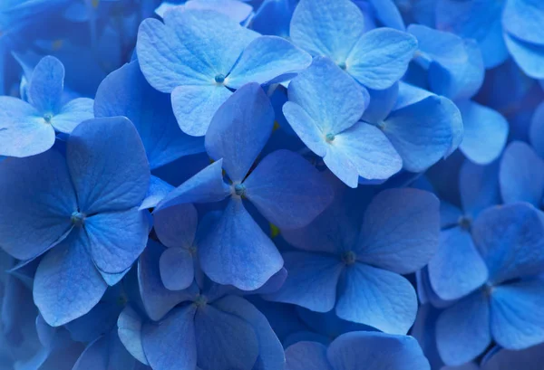 Fondo Azul Hortensias Hortensia Flores Superficie —  Fotos de Stock