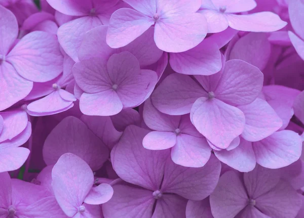 Розовый Hydrangea Фон Поверхность Цветов Гортензии — стоковое фото