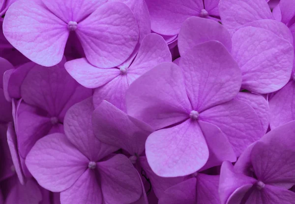 Roze Hortensia Achtergrond Hortensia Bloemen Oppervlak — Stockfoto
