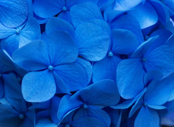 Kék Hydrangea Háttér Hortensia Virágok Felülete — Stock Fotó