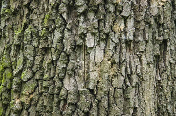 Estructura Fondo Corteza Árbol — Foto de Stock