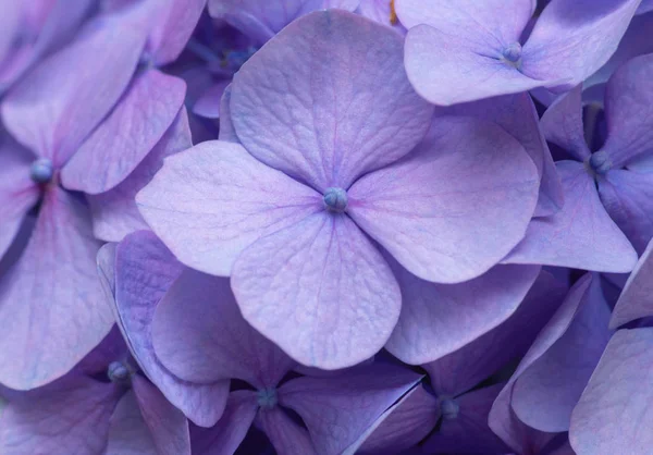 Pembe Ortanca Arka Planı Hortensiya Çiçek Yüzeyi — Stok fotoğraf