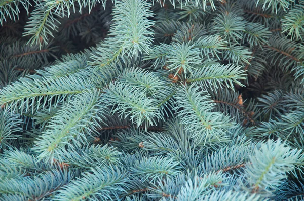 Zweige Einer Blautanne Hintergrund — Stockfoto