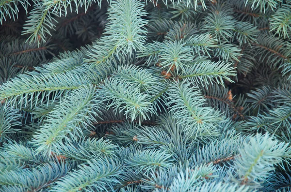 Branches Sapin Bleu Contexte — Photo