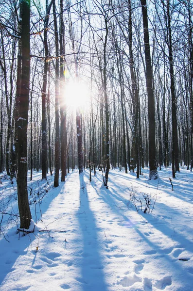 Pôr Sol Floresta Inverno — Fotografia de Stock