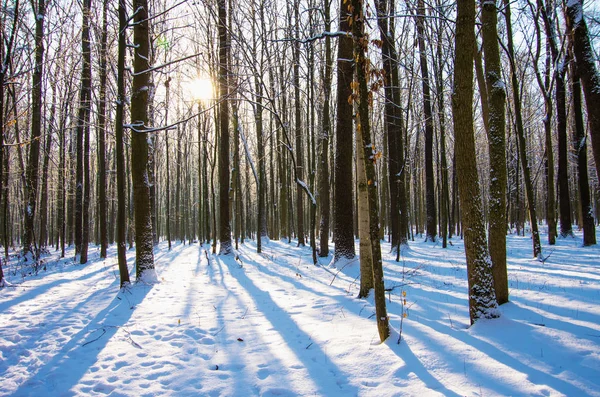 Pôr Sol Floresta Inverno — Fotografia de Stock