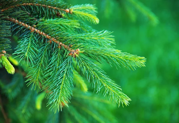 Young Branches Spruce Spring — Stock Photo, Image